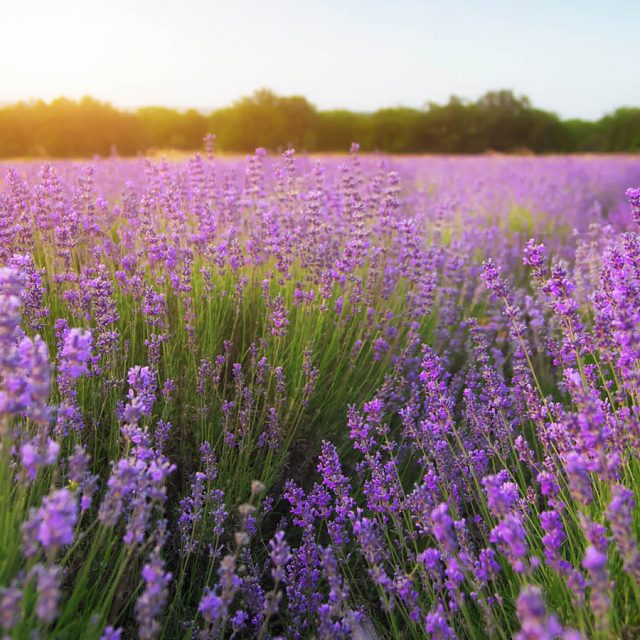 Duftzauber der Provence: „Lavendelduft liegt in der Luft“